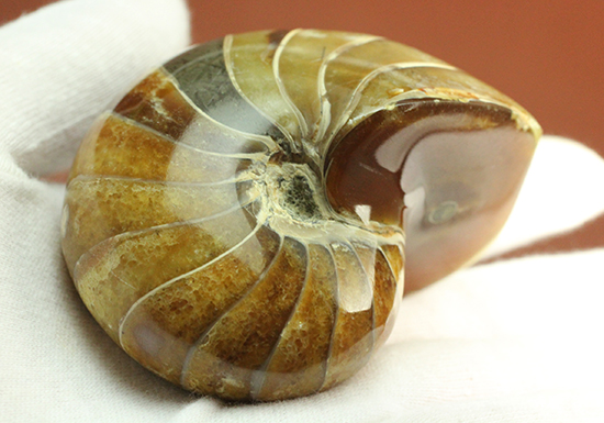 味わい深い色のオウムガイ(Nautilus)の美化石(その5)