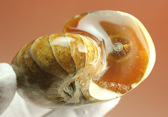 味わい深い色のオウムガイ(Nautilus)の美化石（その6）