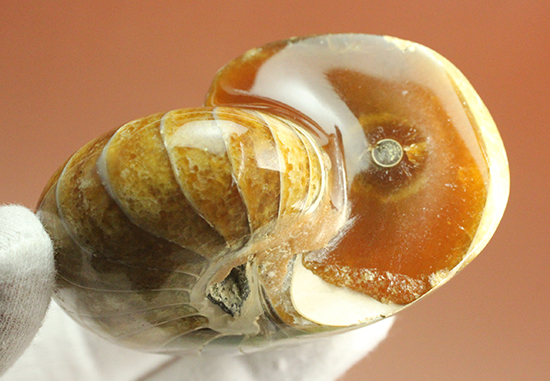 味わい深い色のオウムガイ(Nautilus)の美化石(その6)