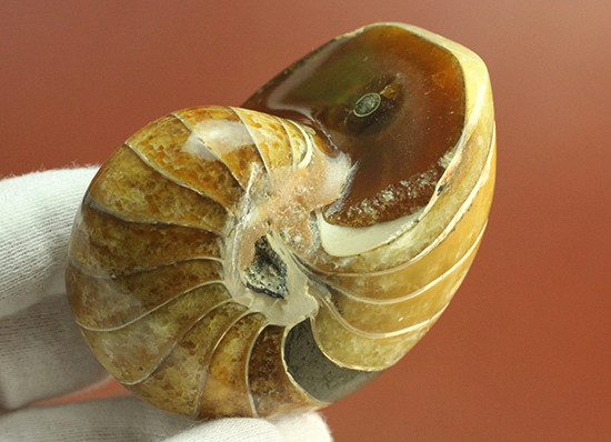 味わい深い色のオウムガイ(Nautilus)の美化石（その7）