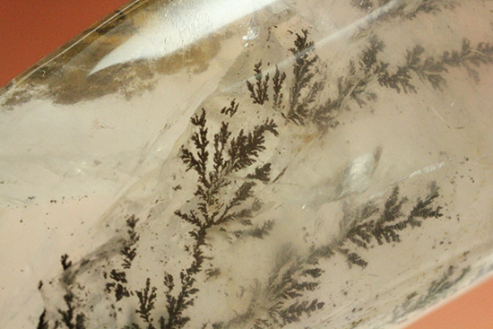 幻想世界を大サイズで。デンドライトが包まれたクオーツ(Dendritic Quartz)(その4)