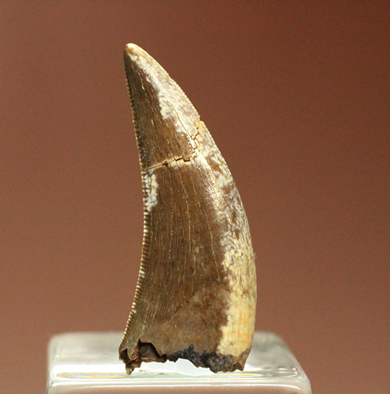 米国ヘルクリーク累層、美しい恐竜の歯化石(不明種)(その5)