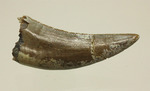 米国ヘルクリーク累層、美しい恐竜の歯化石（不明種）