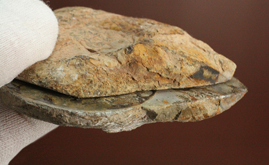 堂々のサイズと重量感！モロッコ産ヘマタイトアンモナイト(Ammonite)（その10）