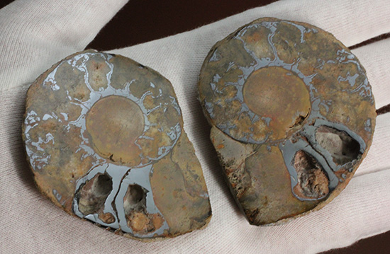 堂々のサイズと重量感！モロッコ産ヘマタイトアンモナイト(Ammonite)（その13）