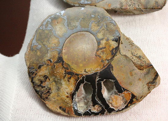 堂々のサイズと重量感！モロッコ産ヘマタイトアンモナイト(Ammonite)（その3）