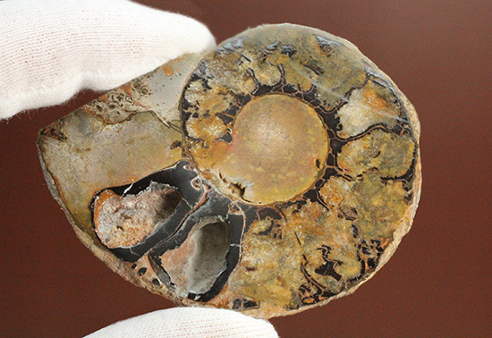 堂々のサイズと重量感！モロッコ産ヘマタイトアンモナイト(Ammonite)（その7）
