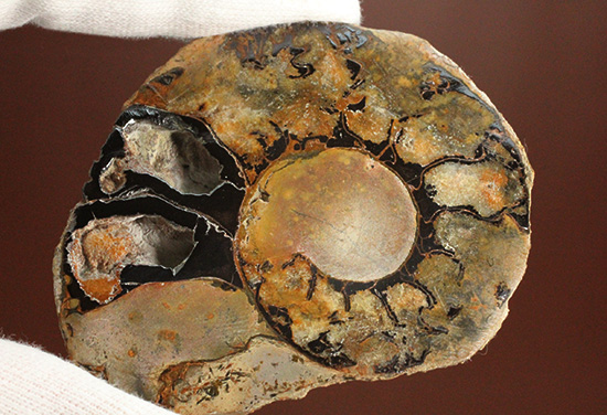 堂々のサイズと重量感！モロッコ産ヘマタイトアンモナイト(Ammonite)（その8）