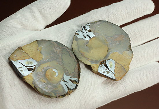 配色がユニークです！ヘマタイトアンモナイトペア化石(Ammonite)（その1）