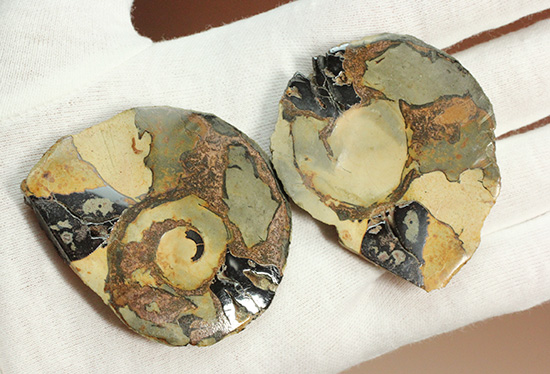 配色がユニークです！ヘマタイトアンモナイトペア化石(Ammonite)（その2）
