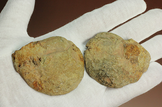 配色がユニークです！ヘマタイトアンモナイトペア化石(Ammonite)（その3）