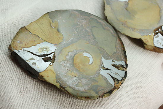 配色がユニークです！ヘマタイトアンモナイトペア化石(Ammonite)（その4）
