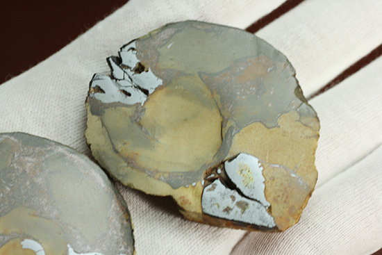 配色がユニークです！ヘマタイトアンモナイトペア化石(Ammonite)（その5）