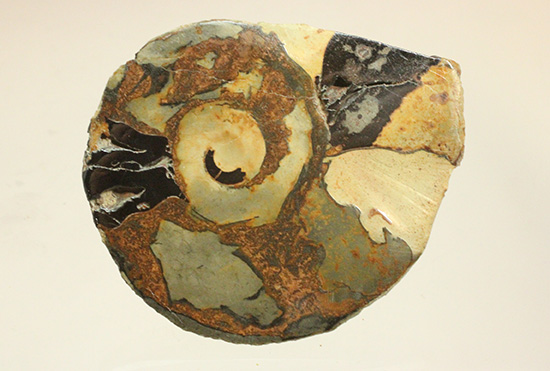 配色がユニークです！ヘマタイトアンモナイトペア化石(Ammonite)（その6）