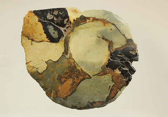 配色がユニークです！ヘマタイトアンモナイトペア化石(Ammonite)（その8）