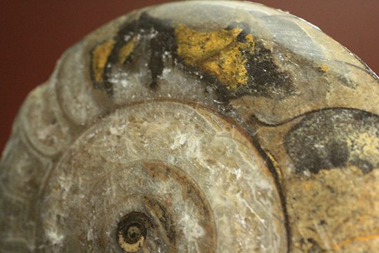 ビギナー向け標本。古～い時代の頭足類。ゴニアタイト(Goniatite)（その2）