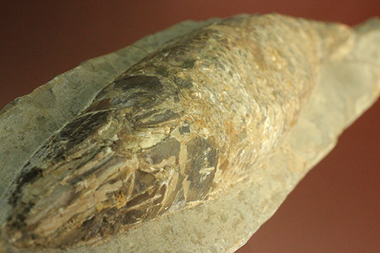 超！立体的なブラジル・セアラ産の古代魚ラコレピス（その14）