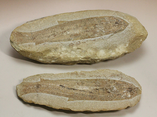 美品!古代魚をすっぽり包んだタイムカプセルを書斎に展示しませんか。(その1)
