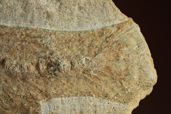 美品!古代魚をすっぽり包んだタイムカプセルを書斎に展示しませんか。(その10)