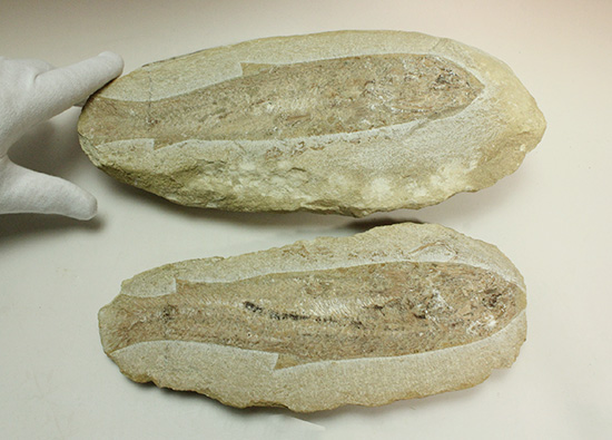 美品!古代魚をすっぽり包んだタイムカプセルを書斎に展示しませんか。(その11)