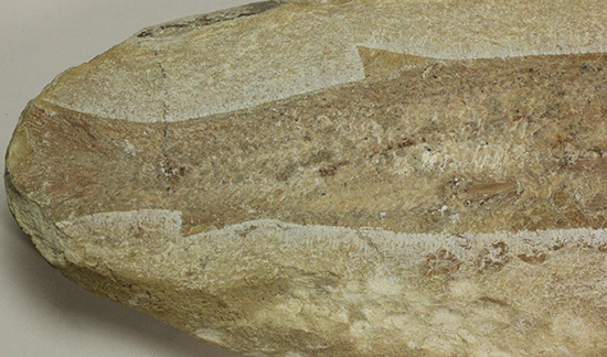 美品!古代魚をすっぽり包んだタイムカプセルを書斎に展示しませんか。(その13)