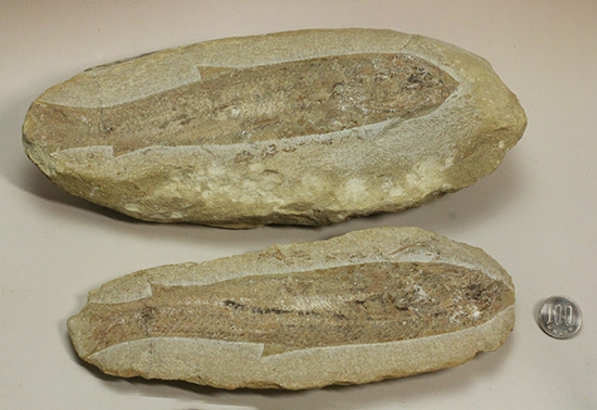 美品!古代魚をすっぽり包んだタイムカプセルを書斎に展示しませんか。(その16)