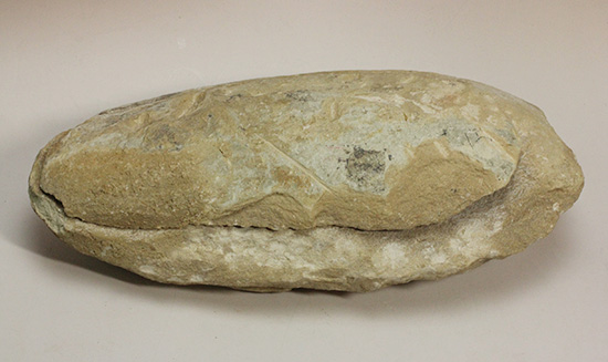 美品!古代魚をすっぽり包んだタイムカプセルを書斎に展示しませんか。(その2)