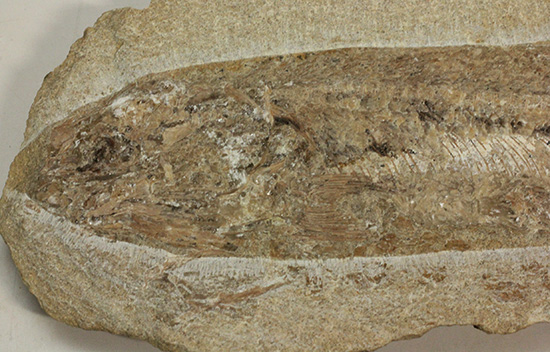 美品!古代魚をすっぽり包んだタイムカプセルを書斎に展示しませんか。(その3)