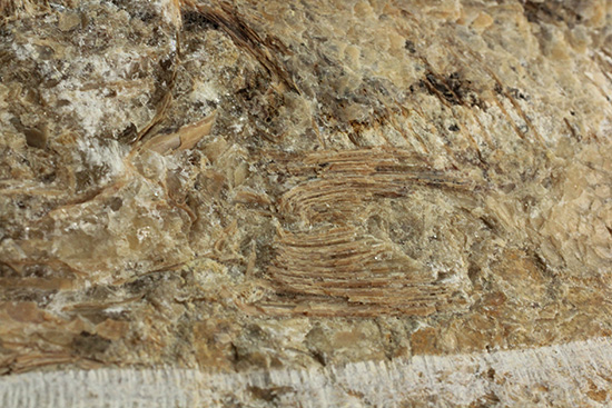 美品!古代魚をすっぽり包んだタイムカプセルを書斎に展示しませんか。(その6)