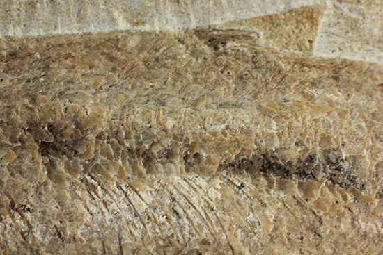 美品!古代魚をすっぽり包んだタイムカプセルを書斎に展示しませんか。(その7)