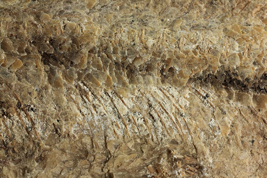 美品!古代魚をすっぽり包んだタイムカプセルを書斎に展示しませんか。(その8)