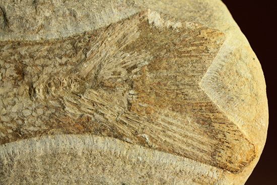 全景がほぼ完全に保存されたブラジル産の魚化石。美しい輪郭にご注目。（その12）