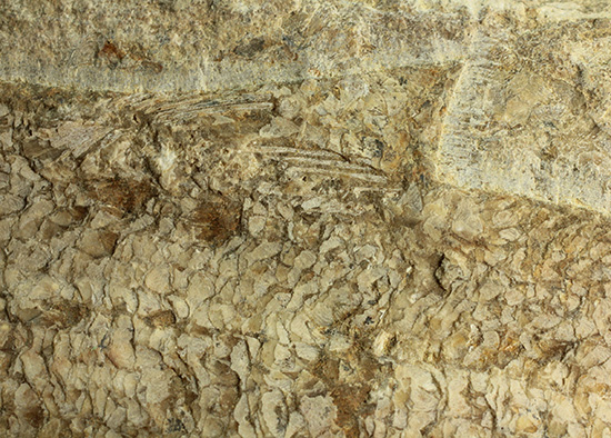 全景がほぼ完全に保存されたブラジル産の魚化石。美しい輪郭にご注目。（その15）