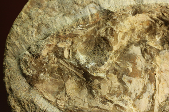全景がほぼ完全に保存されたブラジル産の魚化石。美しい輪郭にご注目。（その19）