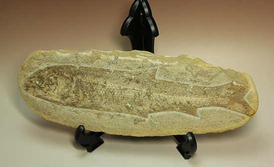 全景がほぼ完全に保存されたブラジル産の魚化石。美しい輪郭にご注目。（その2）