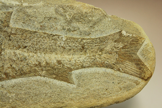 全景がほぼ完全に保存されたブラジル産の魚化石。美しい輪郭にご注目。（その5）