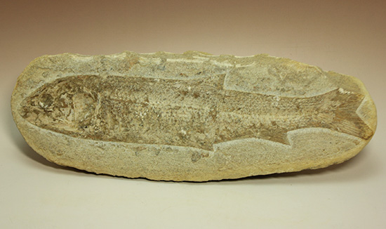 全景がほぼ完全に保存されたブラジル産の魚化石。美しい輪郭にご注目。（その6）