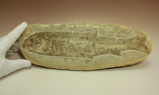全景がほぼ完全に保存されたブラジル産の魚化石。美しい輪郭にご注目。（その7）