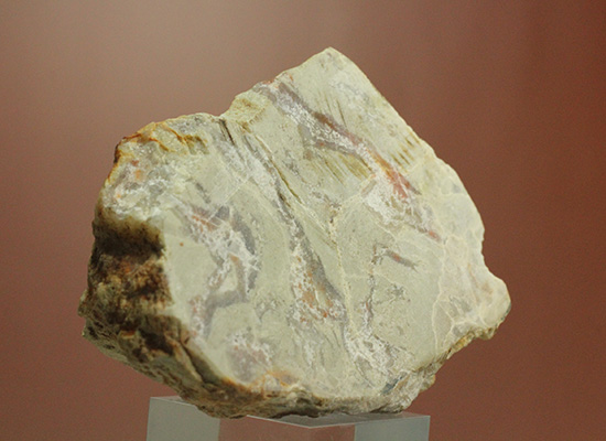 におっても大丈夫!生痕化石こと、恐竜のウンチ化石コプロライト(Coplorite)(その1)