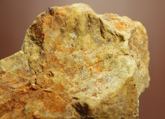 におっても大丈夫!生痕化石こと、恐竜のウンチ化石コプロライト(Coplorite)(その10)