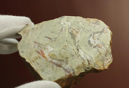 におっても大丈夫!生痕化石こと、恐竜のウンチ化石コプロライト(Coplorite)(その11)