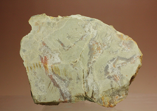 におっても大丈夫!生痕化石こと、恐竜のウンチ化石コプロライト(Coplorite)(その12)