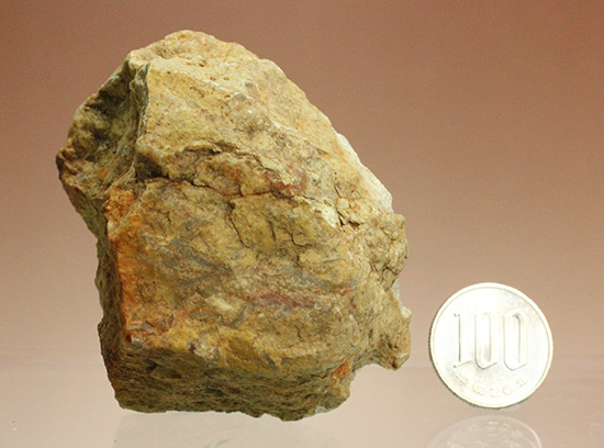 におっても大丈夫!生痕化石こと、恐竜のウンチ化石コプロライト(Coplorite)(その13)