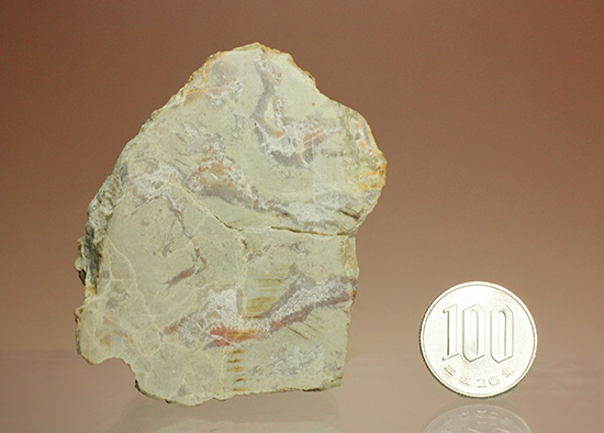 におっても大丈夫!生痕化石こと、恐竜のウンチ化石コプロライト(Coplorite)(その14)