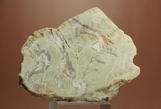 におっても大丈夫！生痕化石こと、恐竜のウンチ化石コプロライト(Coplorite)（その4）