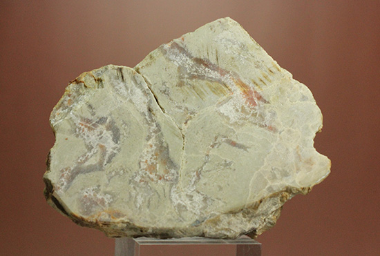 におっても大丈夫!生痕化石こと、恐竜のウンチ化石コプロライト(Coplorite)(その4)