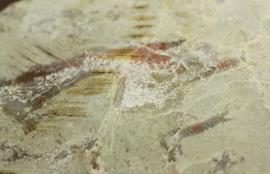 におっても大丈夫!生痕化石こと、恐竜のウンチ化石コプロライト(Coplorite)(その5)