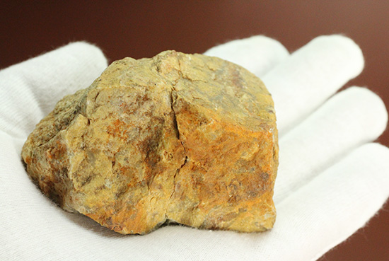 におっても大丈夫!生痕化石こと、恐竜のウンチ化石コプロライト(Coplorite)(その6)