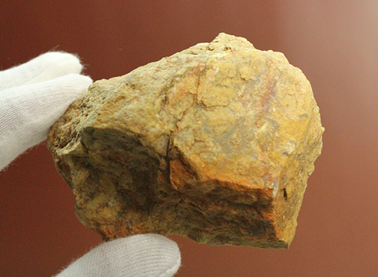 におっても大丈夫!生痕化石こと、恐竜のウンチ化石コプロライト(Coplorite)(その8)