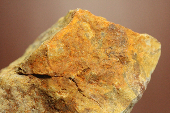 におっても大丈夫!生痕化石こと、恐竜のウンチ化石コプロライト(Coplorite)(その9)